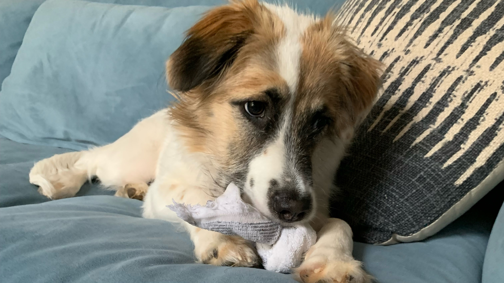 DIY Puppy Teething Ties