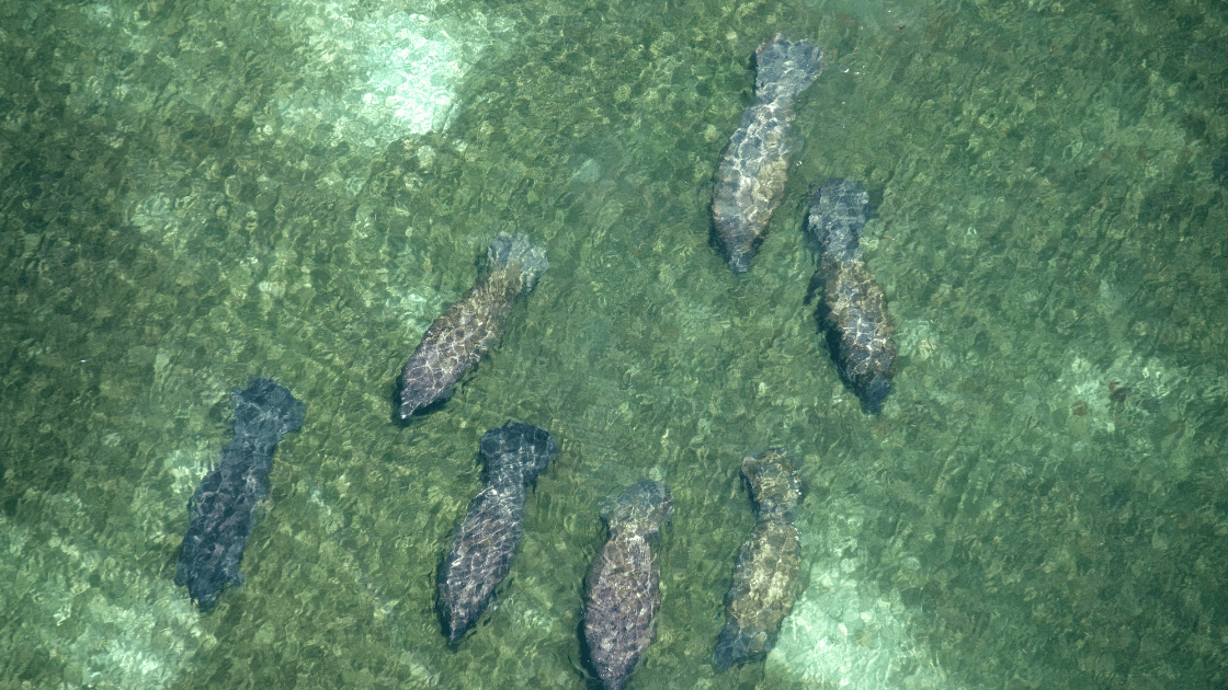 Gentle Giants of the St. Johns River: Exploring the World of Manatees