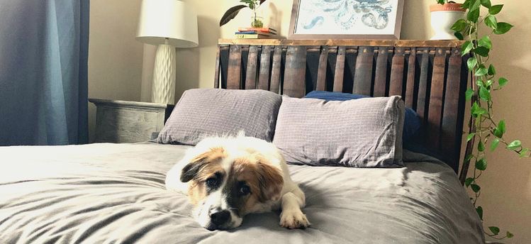 The Whiskey Barrel Project: From Broken Barrel to DIY Headboard