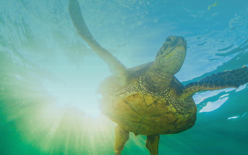 Sunshine, Sea Turtles, and Property Values: Why Going Green is Florida’s Best Look