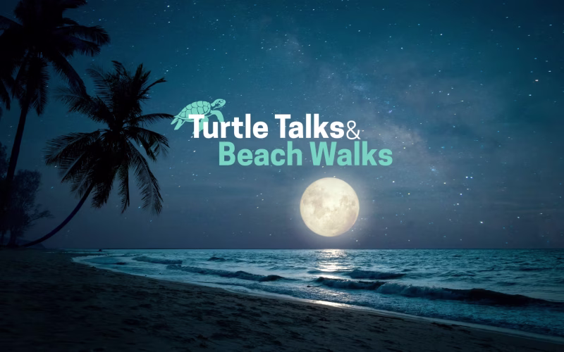 Turtle Talks & Beach Walks